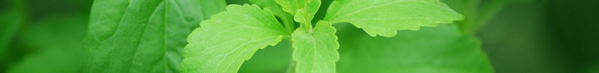 stevia stevia